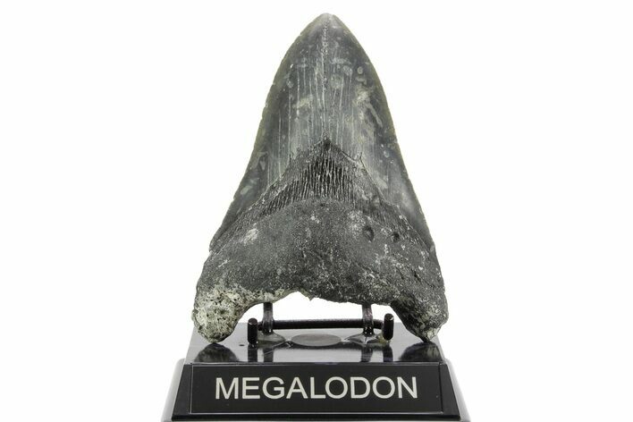 Bargain, Fossil Megalodon Tooth - Serrated Blade #373123